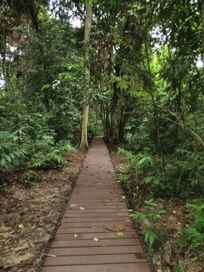 Der Weg in den Dschungel