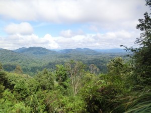 Blick über den Regenwald