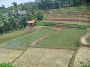 Nassplantagen in Indonesien