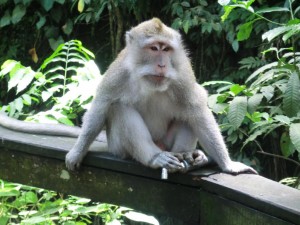 Affe im Monkey Forest